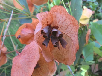 431xbook_leaf_img_0010c.jpg