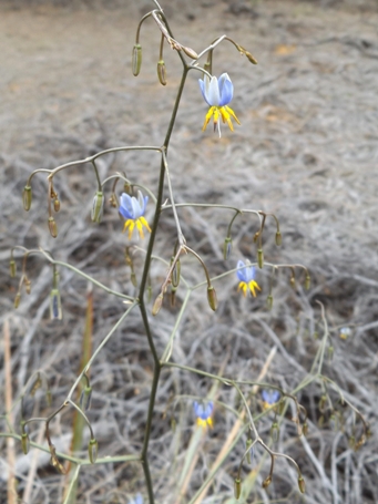 455_dianella_revoluta_dscf0580s.jpg