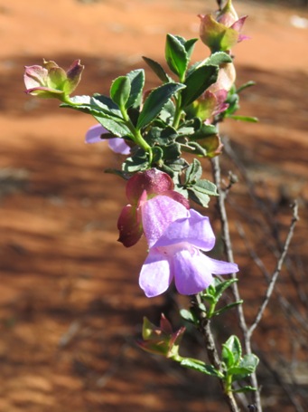 455_eremophila_georgei_img_1380c.jpg