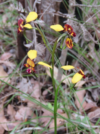 455xdiuris_donkey_img_4405c.jpg