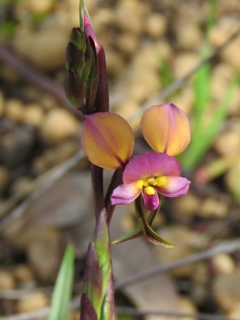 455xdiuris_pansy_img_5667c.jpg