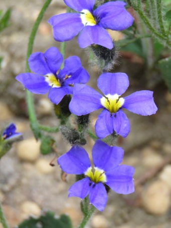 455xxdampiera_alata_img_5360c.jpg