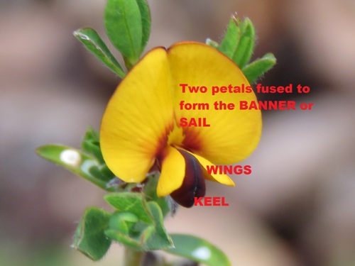 500xparts_of_a_pea_flower_on_pultenaea_ochreata_img_4963cc.jpg