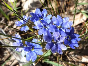 tn_dampiera_linearis_dscf0838c.jpg