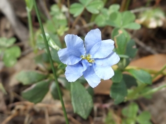 tn_dampierapalebluedscf5640.jpg