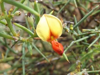 tn_davensia_preissii_close.jpg