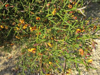 tn_daviesia_angulata_l_img_3155.jpg