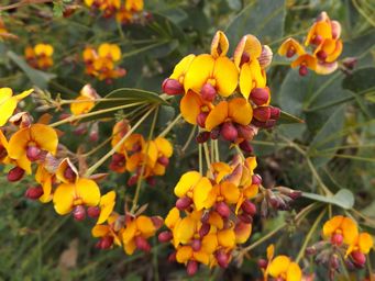 tn_daviesia_cordata__dscf0103.jpg