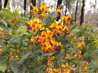 tn_daviesia_cordata__pea_dscf0098.jpg