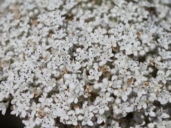 tn_dicrastylis_fulva_at_kalbarri.jpg