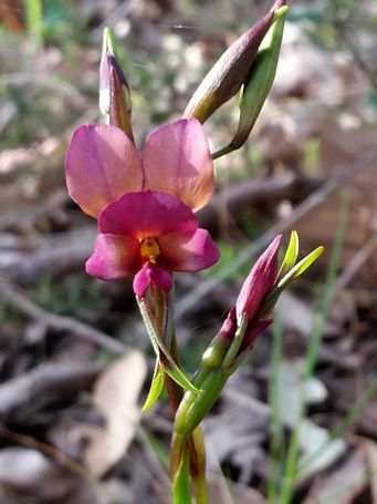 tn_diuris_longifolia_pinkpansy.jpg