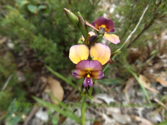 tn_diuris_longifoliadscf5433.jpg