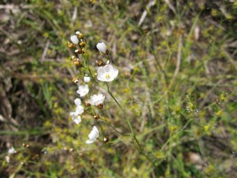 tn_drosera_giganteaimg_3503c.jpg