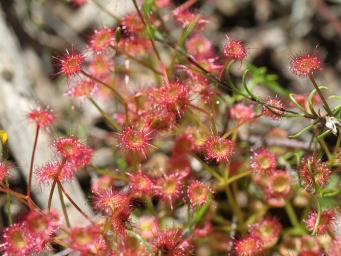 tn_drosera_macranthasuckers.jpg