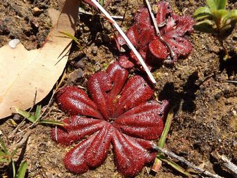 tn_drosera_rosette_dscf0996c.jpg