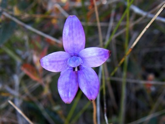 tn_elythranthera_brunonis_dscf2648.jpg