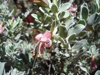tn_eremophila_forrestiiydsc01890.jpg