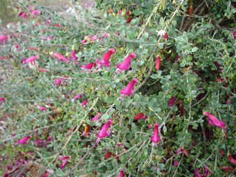 tn_eremophila_maculatamudsc01960.jpg