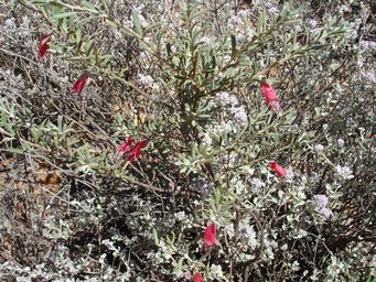 tn_eremophilasdsc01774.jpg