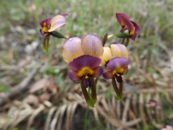 tn_purplepansydscf5674.jpg
