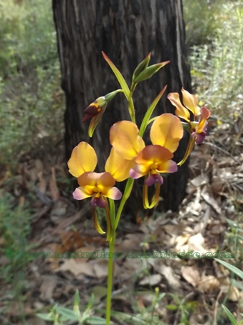 tn_yellowpansysunnydscf5668.jpg