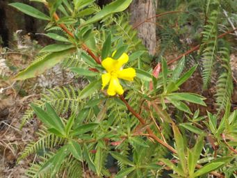 1024_hibbertia_cunieformis_cut_leaf_hibbertia__dscf7749c.jpg