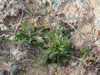 341_foliage_goodenia_pusilliflora_maybe_img_0196c.jpg