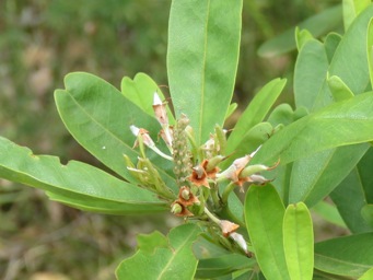 341_gastrolobium_bilobum_img_4691c.jpg