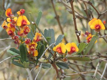 341_gastrolobium_parvifolium_wh_img_2587c.jpg