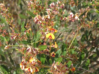 341_gastrolobium_parvifolium_whimg_2787.jpg
