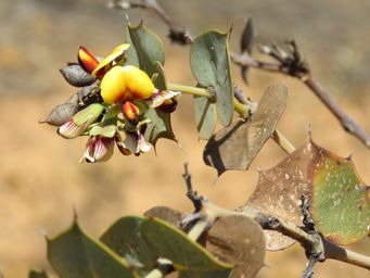 341_gastrolobium_spinosum__img_9428c.jpg