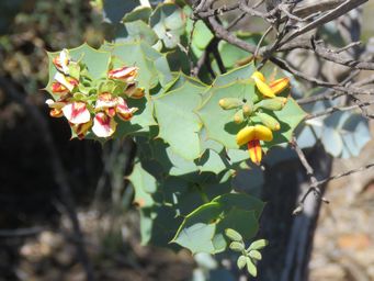 341_gastrolobium_spinosum_img_9391c.jpg