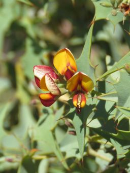 341_gastrolobium_spinosum_img_9631c.jpg