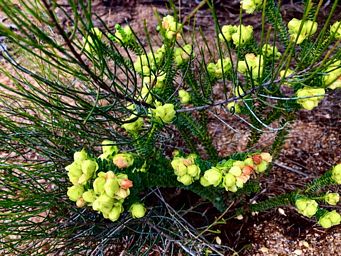 341_geleznowia_verrucosa_img_3958.jpg