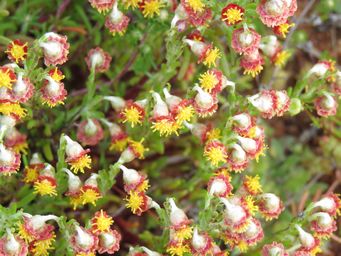 341_gilberta_tenuifolia_img_2262c.jpg