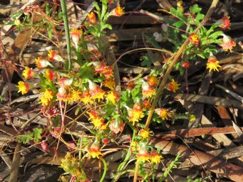 341_gilberta_tenuifolia_img_2309c.jpg