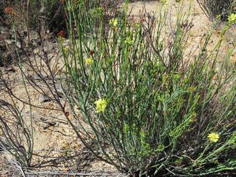 341_glischrocaryon_angustifolium___img_9246.jpg