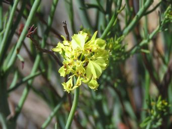341_glischrocaryon_angustifolium__img_9247c.jpg