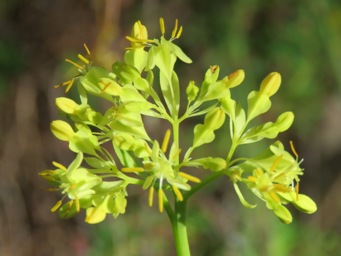 341_glischrocaryon_flavescens__img_7169c.jpg