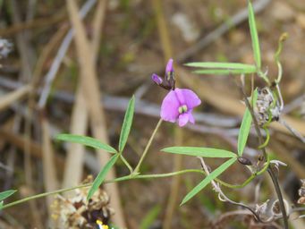 341_glycine_canescens_img_2250c.jpg