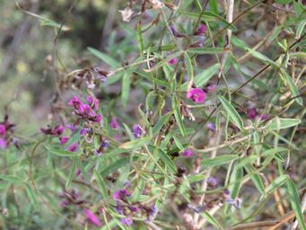 341_glycine_canescens_img_2251.jpg