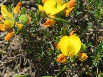 341_gompholobium_burtonioides_img_2880c.jpg