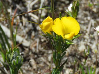341_gompholobium_burtonioides_img_2881c.jpg