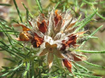 341_gompholobium_capitatum_seed_dispersal_img_0469c.jpg
