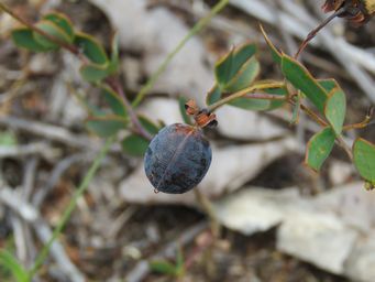 341_gompholobium_marginatum_seed_pod_img_4864.jpg