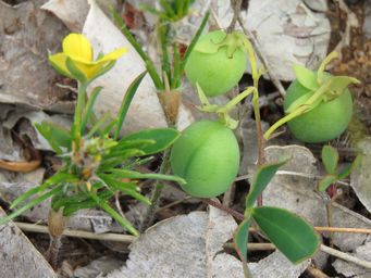 341_gompholobium_marginatum_seed_pods_img_4845c.jpg