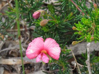 341_gompholobium_polymorphum_pink_variation_img_3738c.jpg