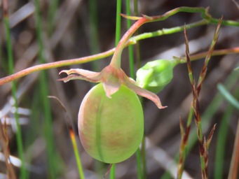 341_gompholobium_polymorphum_seed_pod_img_4603c.jpg