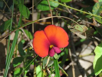 341_gompholoblium_ovatum_img_3230.jpg
