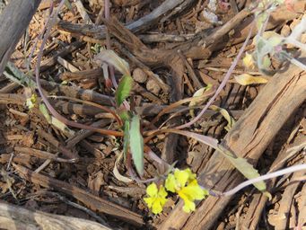 341_goodenia_agnew_img_1228.jpg
